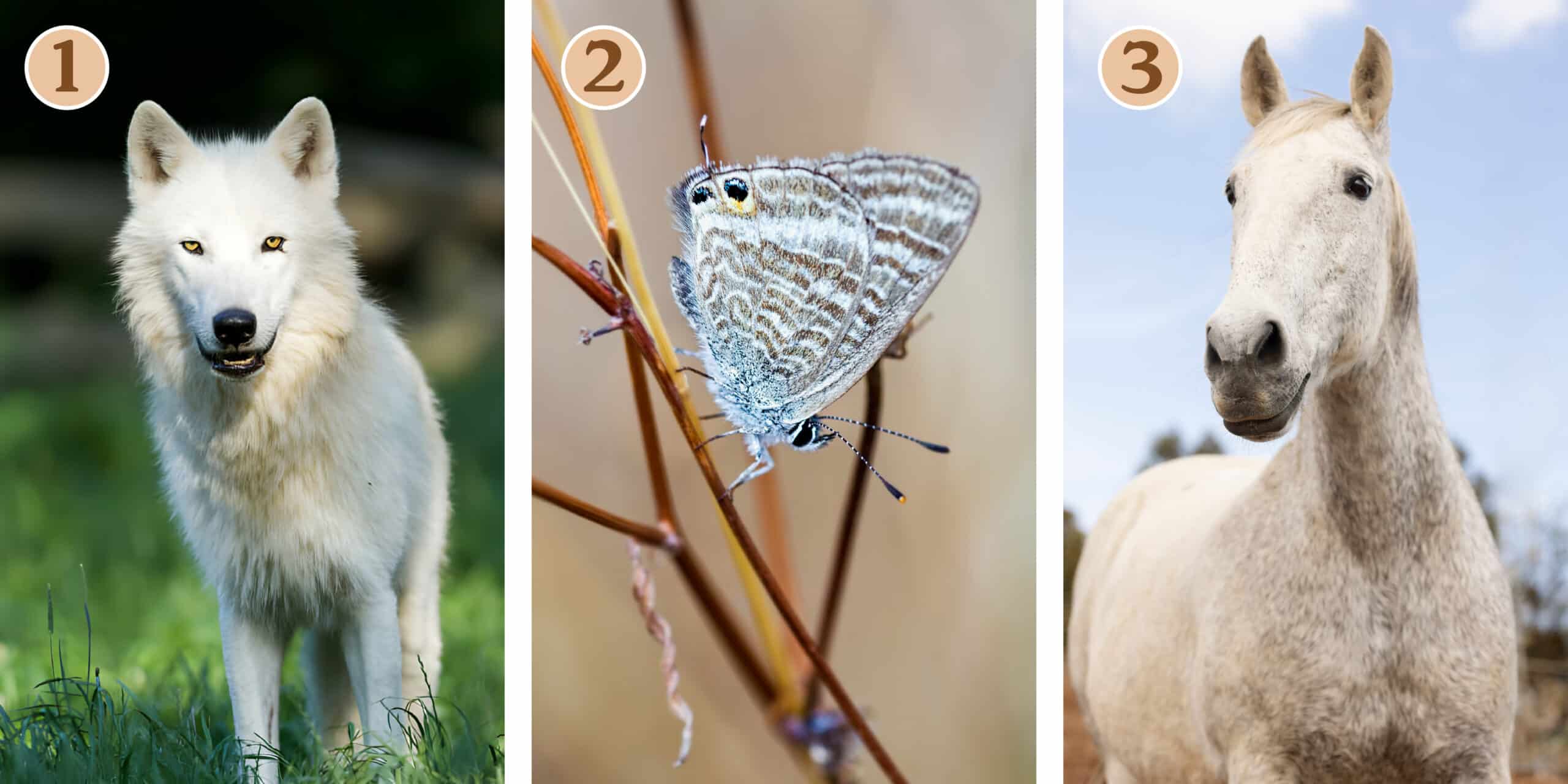 Personality test: Which animal inspires you? Discover your inner guide to achieving your ambitions!