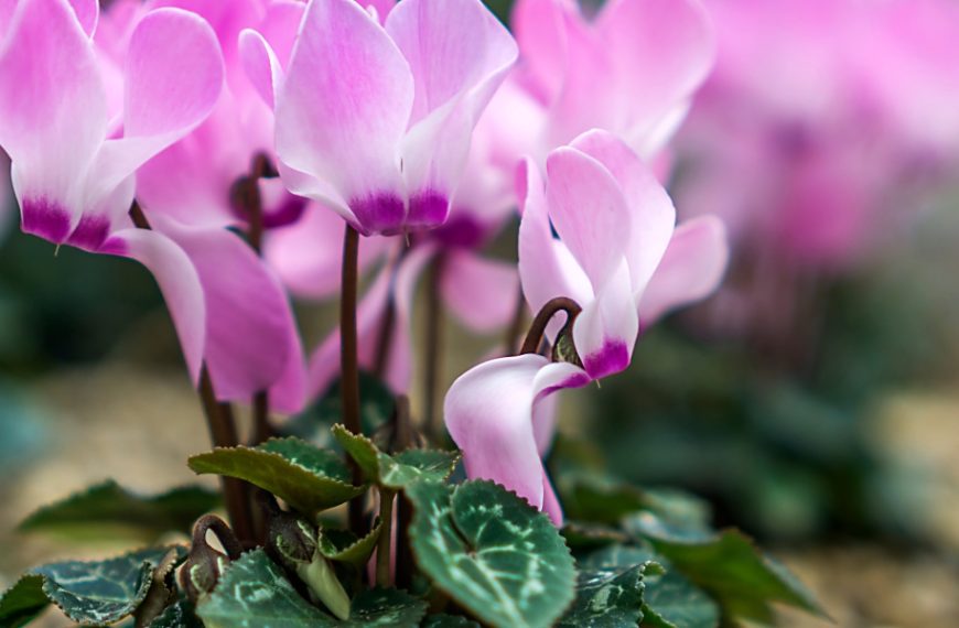 Cyclamen pests and diseases: How to identify, treat and prevent them?