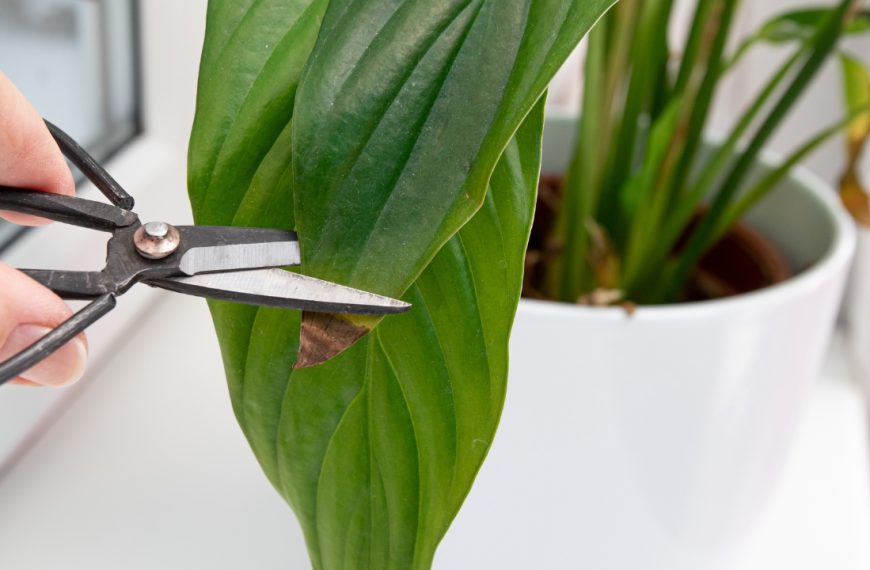 Find out what causes brown leaf tips on your houseplants and how to keep them healthy?