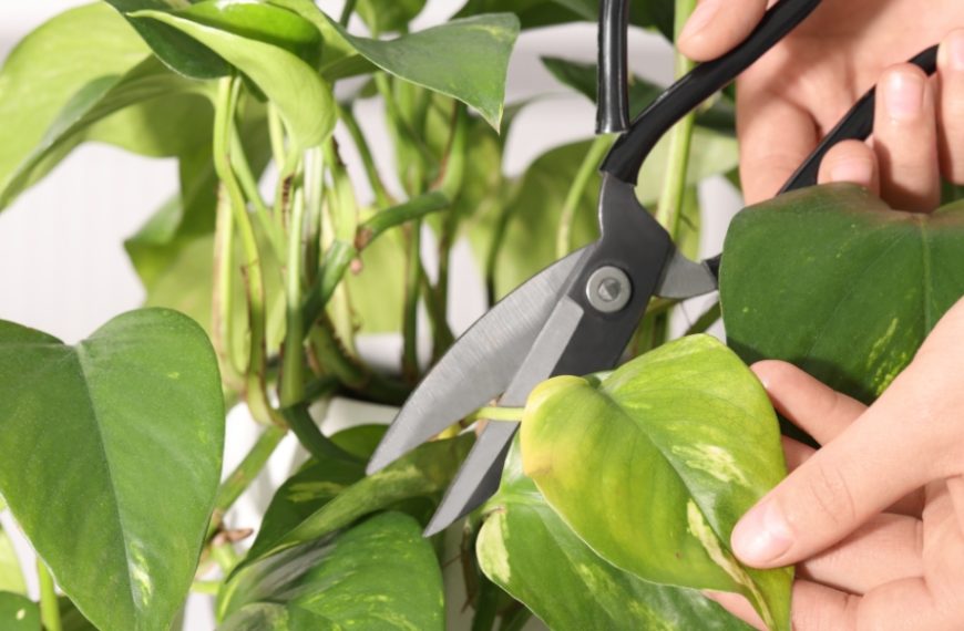 Gardening tips: How to remove brown tips from the leaves of your houseplants?