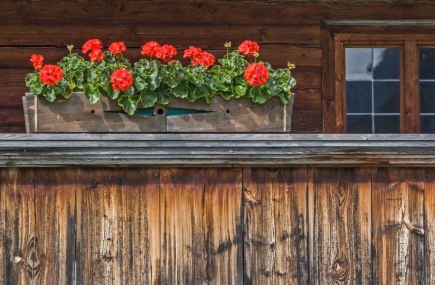 Our tips for growing beautiful geraniums on your balcony!