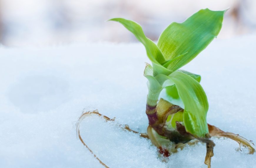 Prevent root frost: effective winter watering strategies