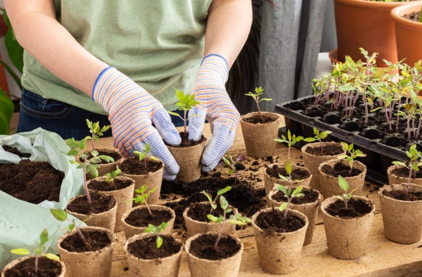 Faut-il planter vos framboisiers en godets dès maintenant ? Voici la réponse !