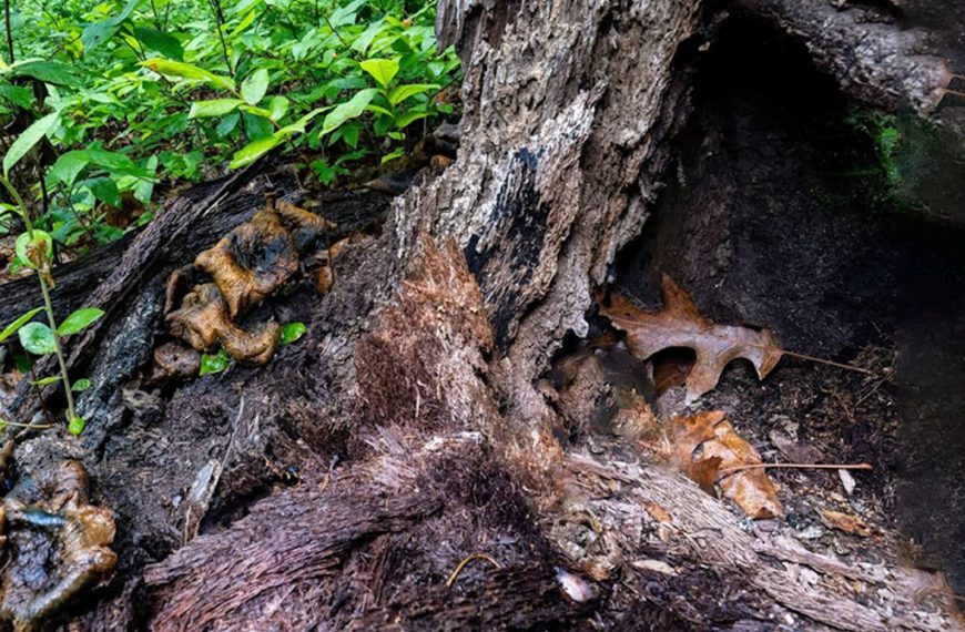 Visual test: Can you find the snake hidden in this picture?