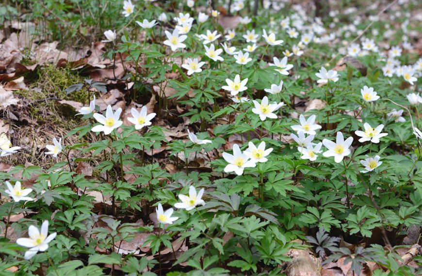 Visual test: find the butterfly hidden in this picture!