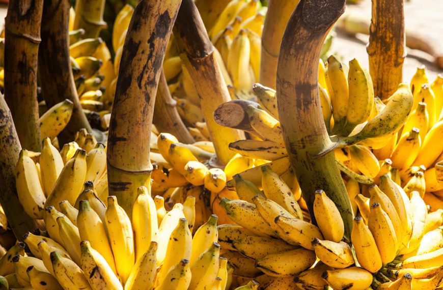 Visual test: identify the invisible snake hidden inside bananas!