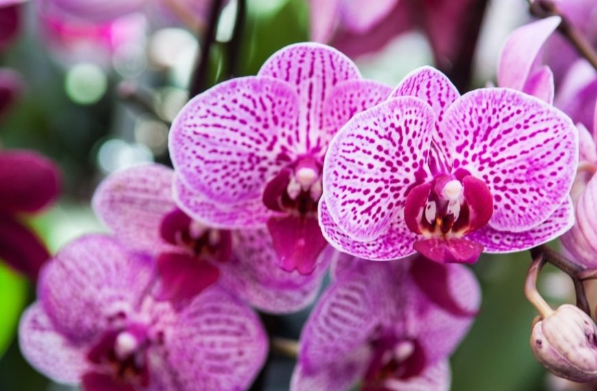 Why is it a good idea to put garlic on your orchid?