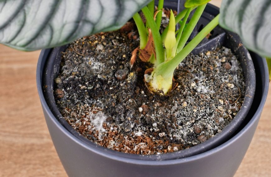 3 foolproof tips to combat white mold on your houseplants this winter!