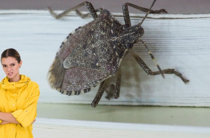 3 astuces infaillibles pour éliminer les punaises de bois de votre maison !