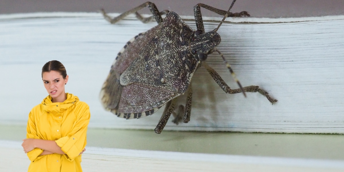 3 astuces infaillibles pour éliminer les punaises de bois de votre maison !