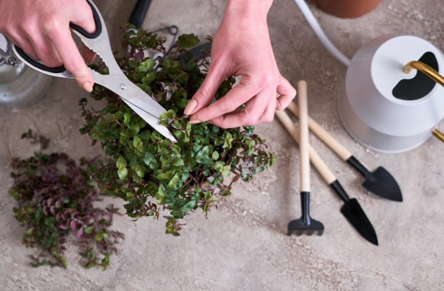 Conseils d'expert pour sauver vos plantes : que faire quand les feuilles jaunissent, tombent ou se flétrissent