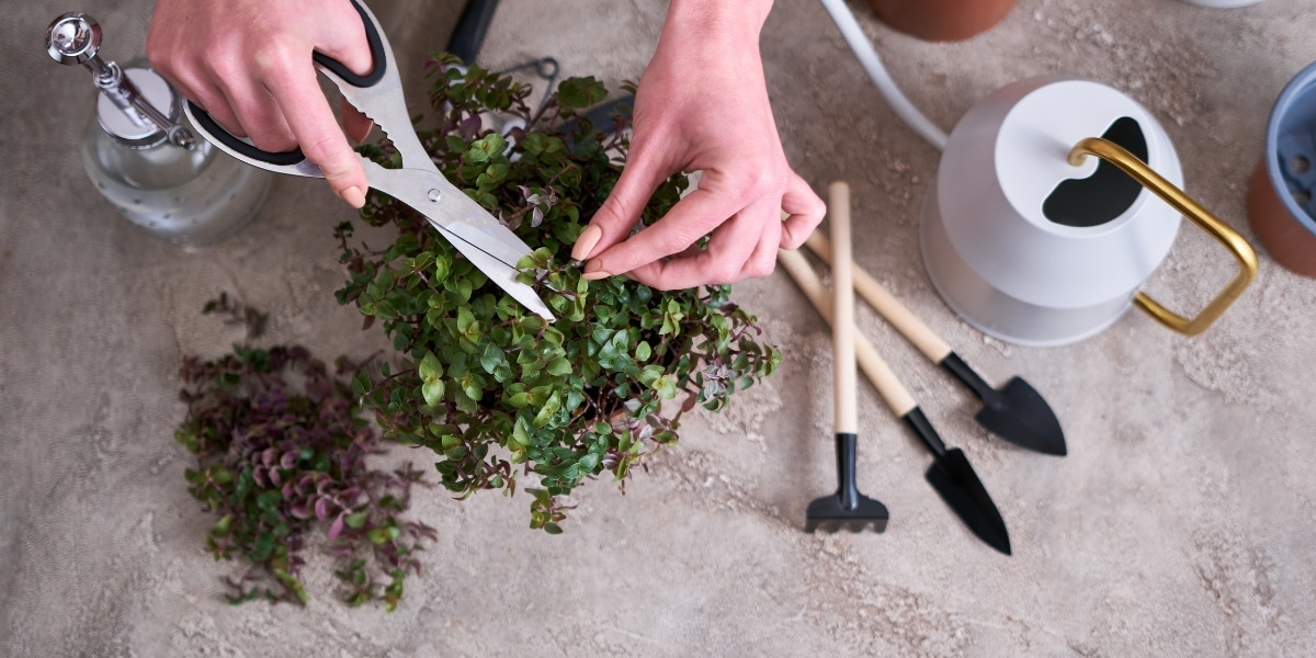 Conseils d'expert pour sauver vos plantes : que faire quand les feuilles jaunissent, tombent ou se flétrissent