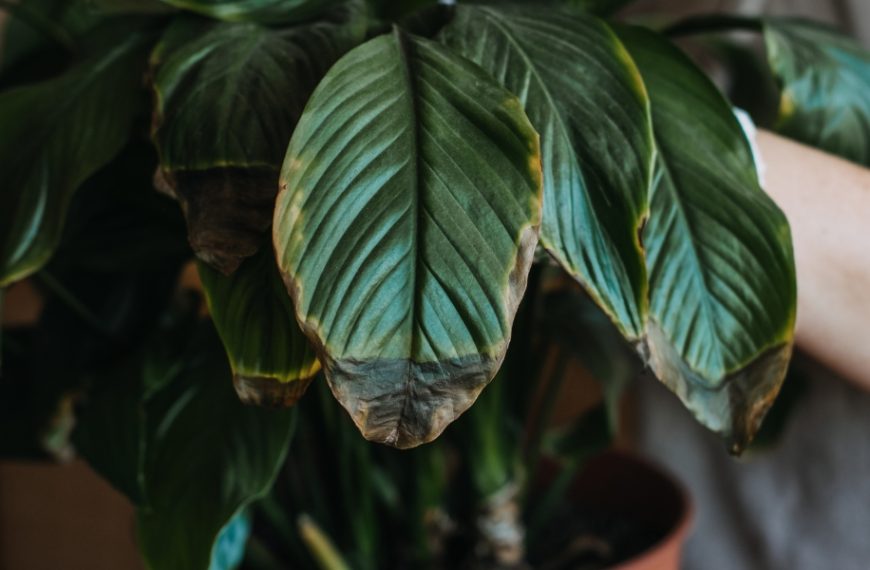 Astuces infaillibles pour garder vos plantes d'intérieur en vie : les erreurs courantes à éviter