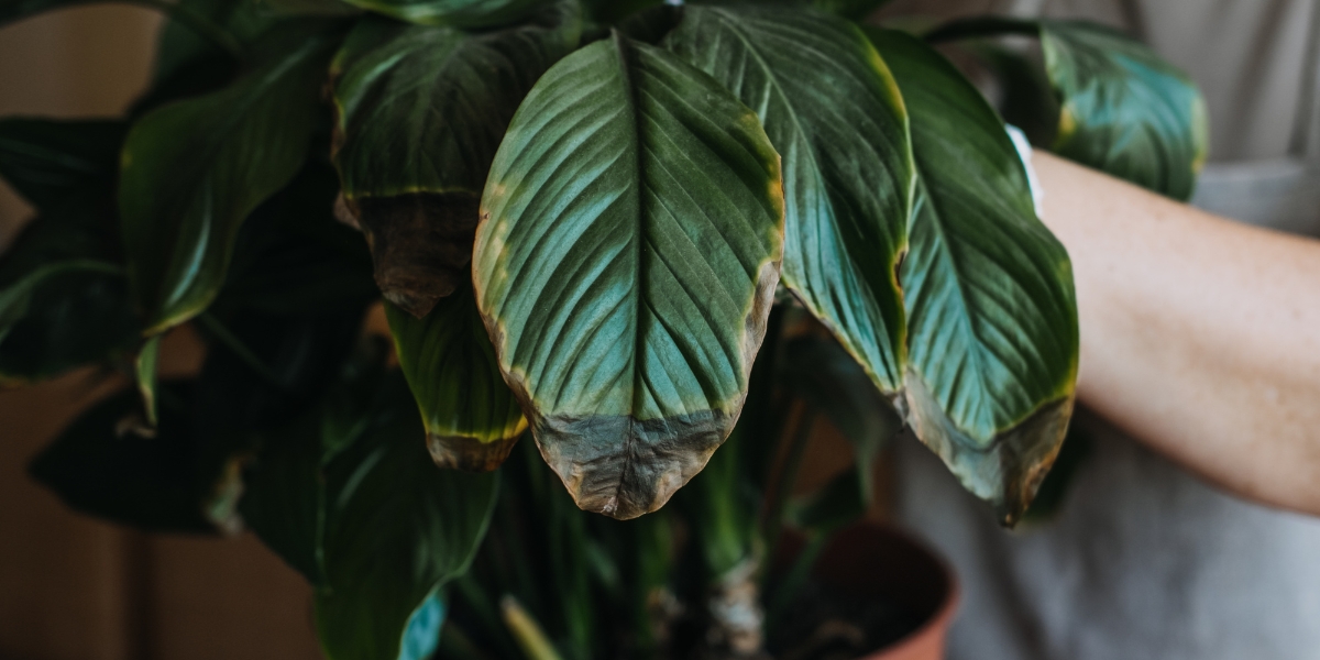 Astuces infaillibles pour garder vos plantes d'intérieur en vie : les erreurs courantes à éviter