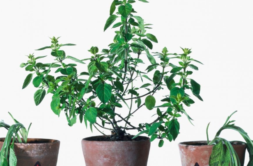 Gardening tips: learn to distinguish a sleeping plant from a dead one