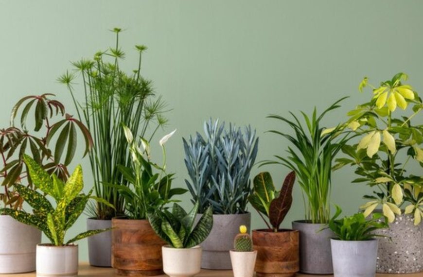 Voici la variété de plante à choisir si vous n’avez pas la main verte : découvrez nos astuces infaillibles