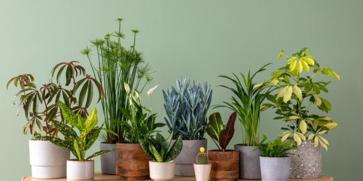 Voici la variété de plante à choisir si vous n’avez pas la main verte : découvrez nos astuces infaillibles