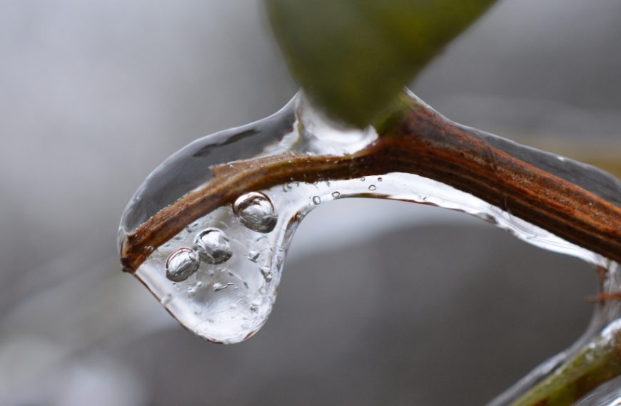 How can you save a plant that has been frostbitten in a pot or in the ground and get it to grow again?