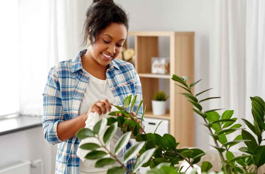 Comment nettoyer vos plantes d’intérieur sans les abîmer ? Voici l’astuce magique !