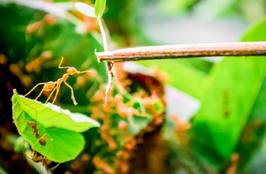 Comment éloigner les fourmis des semis ? Voici les produits qu’elles détestent le plus pour les repousser naturellement !