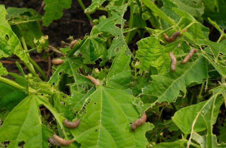 Comment protéger les semis des limaces ? 3 solutions simples et naturelles !