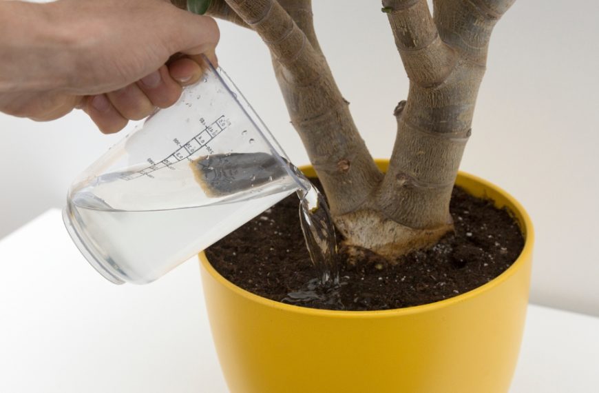 Comment sauver une plante victime de sur-arrosage ?