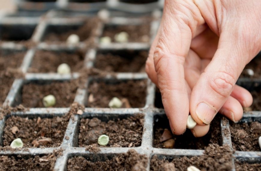 Comment faire ses semis en terrine au printemps ?