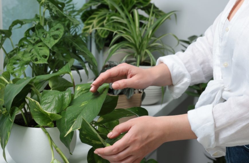 Vous n'avez pas la main verte, découvrez les plantes faciles à entretenir !