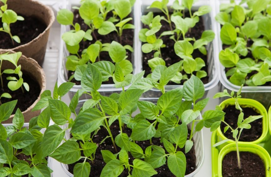 Infallible tips for successful seedlings: bright flowers and abundant vegetables guaranteed!