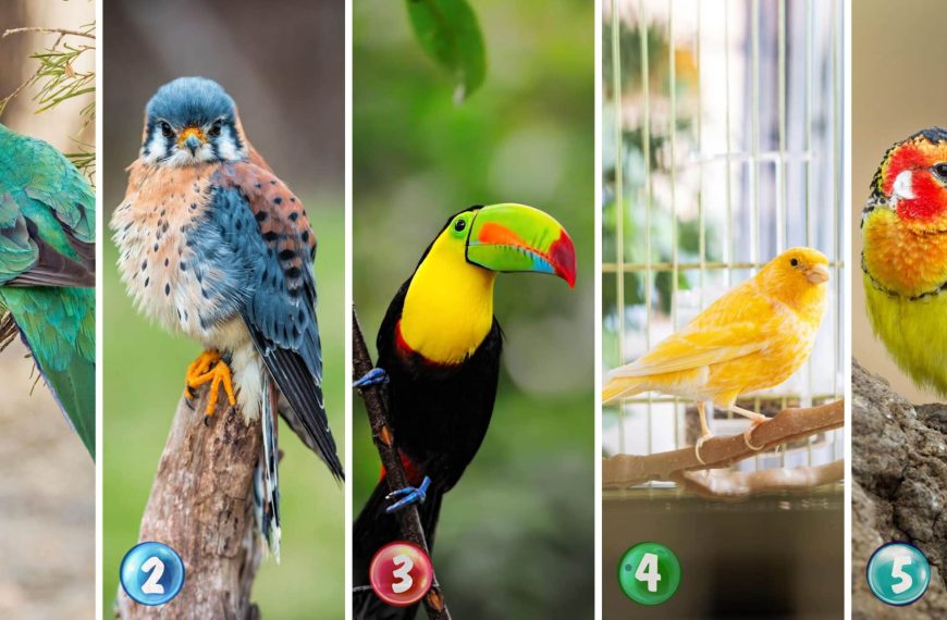 Personality test: Reveal the secrets of your soul by choosing from these 5 birds!