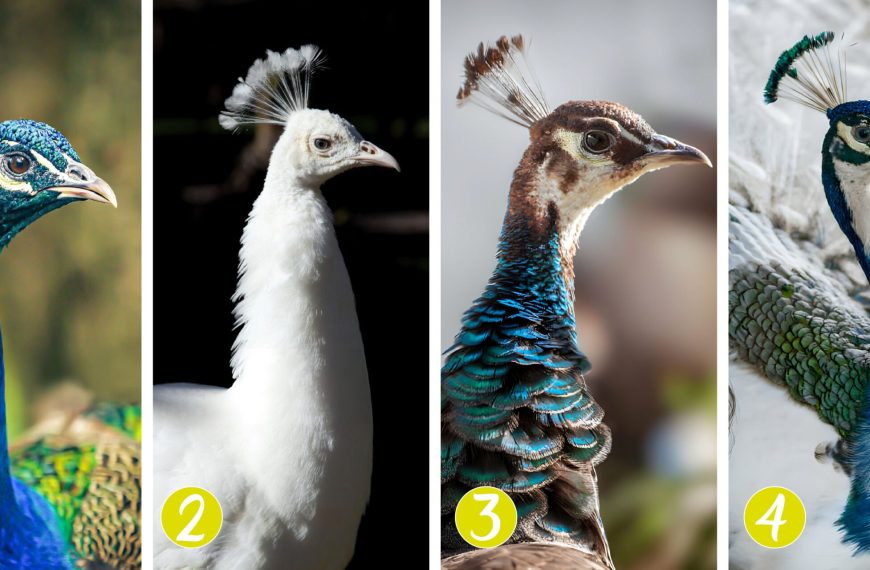 Personality test: Which friend does your favourite peacock think you are? Choose from 4 majestic peacocks and reveal the secrets of your friendship!