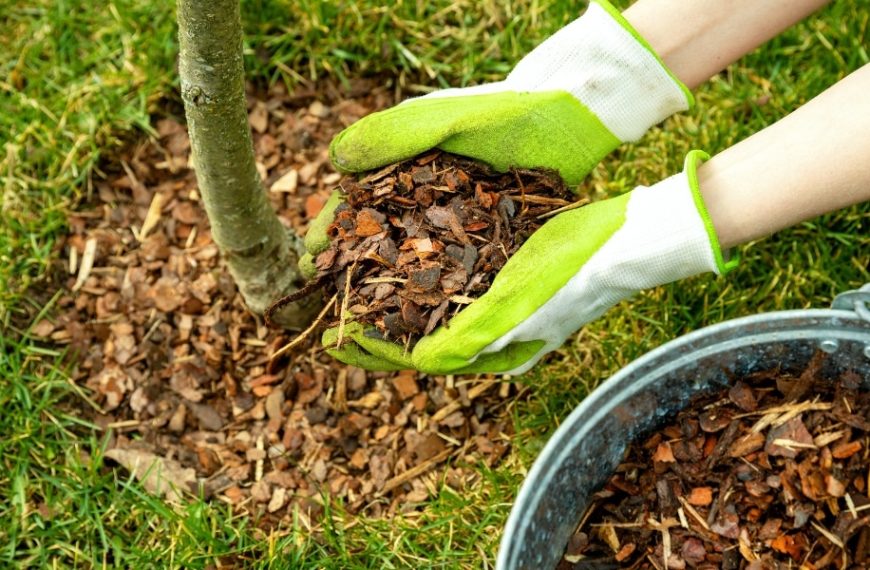 Faut-il enlever le vieux paillis au printemps ? Si oui, à quel moment ?