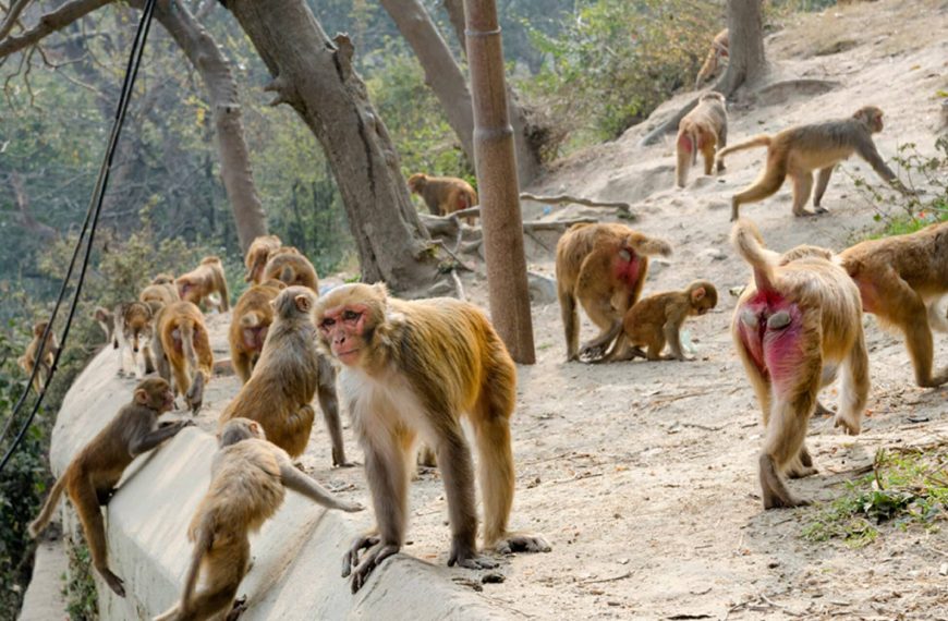 Visual Puzzle: Find the wolf who’s mingled with this group of monkeys