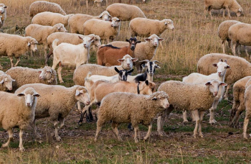 Visual test: Find the wolf hidden in this flock of sheep!