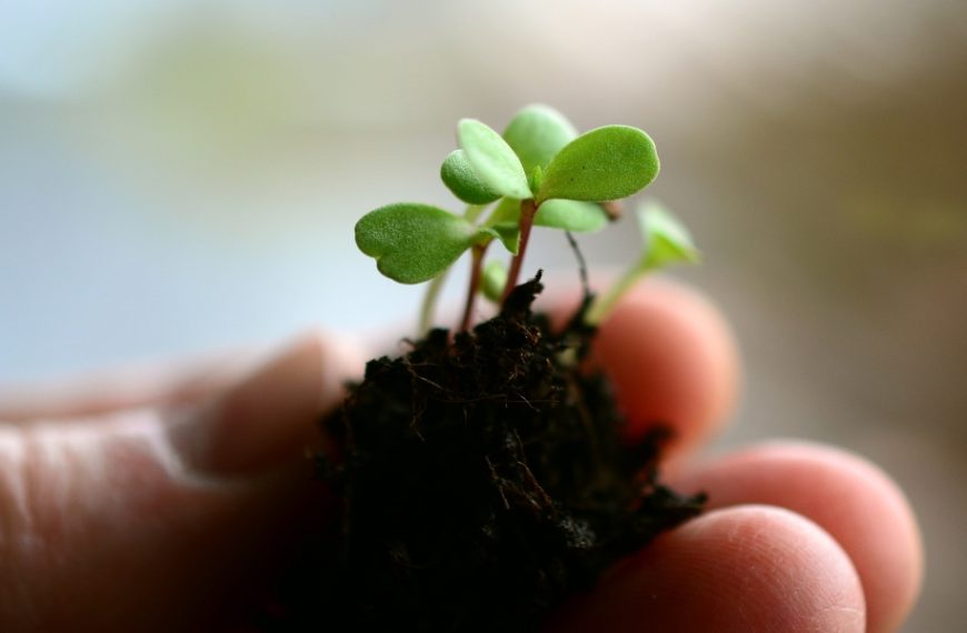 Que faire si votre plante d’intérieur ne pousse plus ?