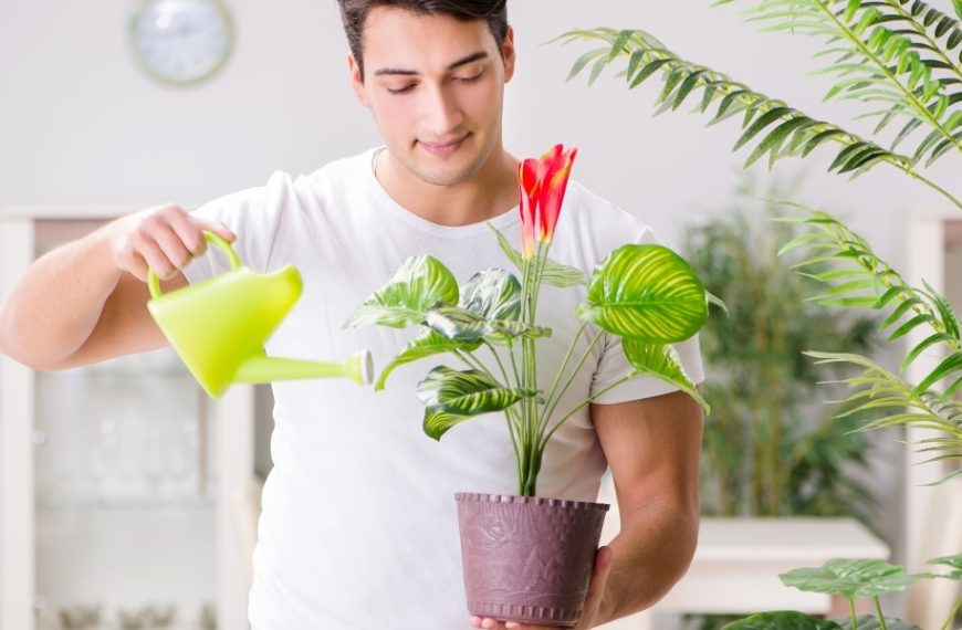 4 astuces incroyables pour empêcher les feuilles de vos plantes d'intérieur de jaunir !