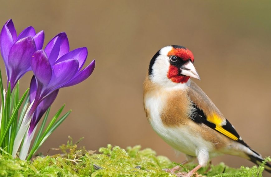 4 astuces de naturalistes pour attirer et garder les chardonnerets dans votre jardin !