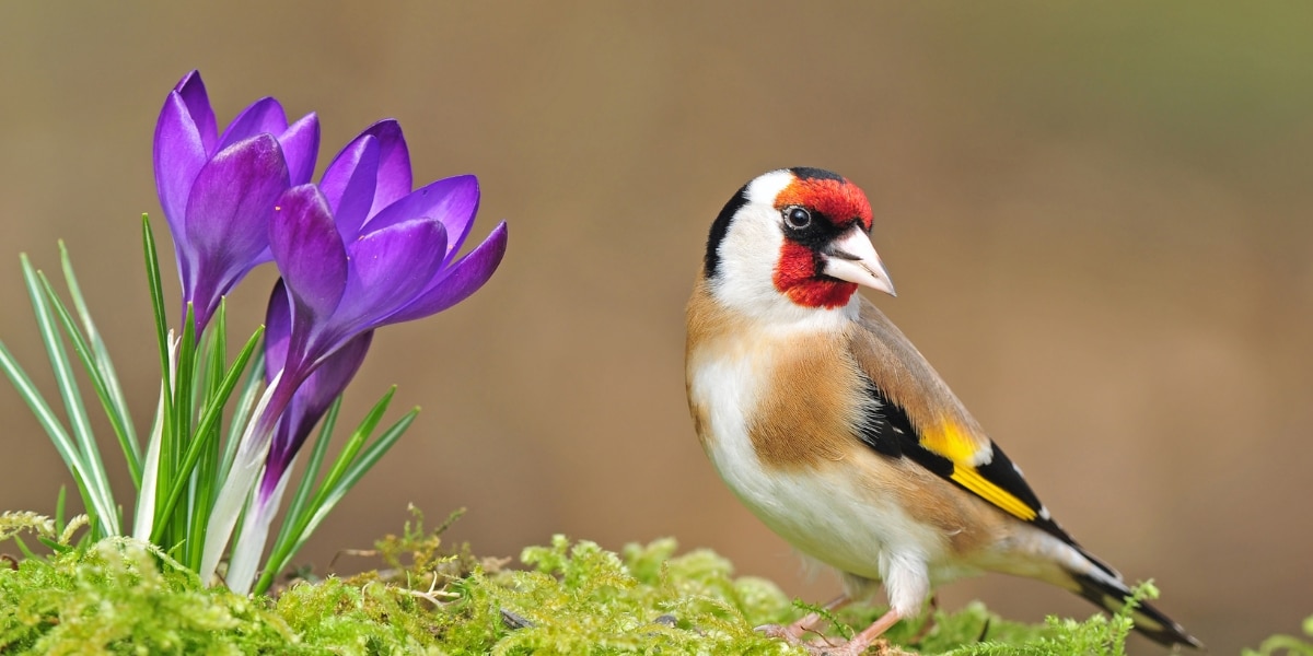 4 astuces de naturalistes pour attirer et garder les chardonnerets dans votre jardin !