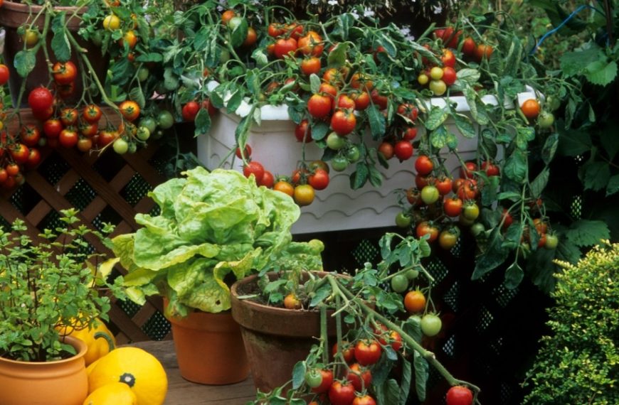 Évitez les erreurs de voisinage au potager : découvrez les légumes à ne jamais planter côte à côte