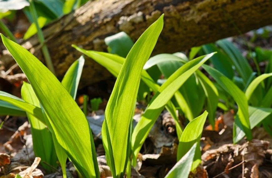 Discover how garlic can boost your fruit trees: benefits and planting guide