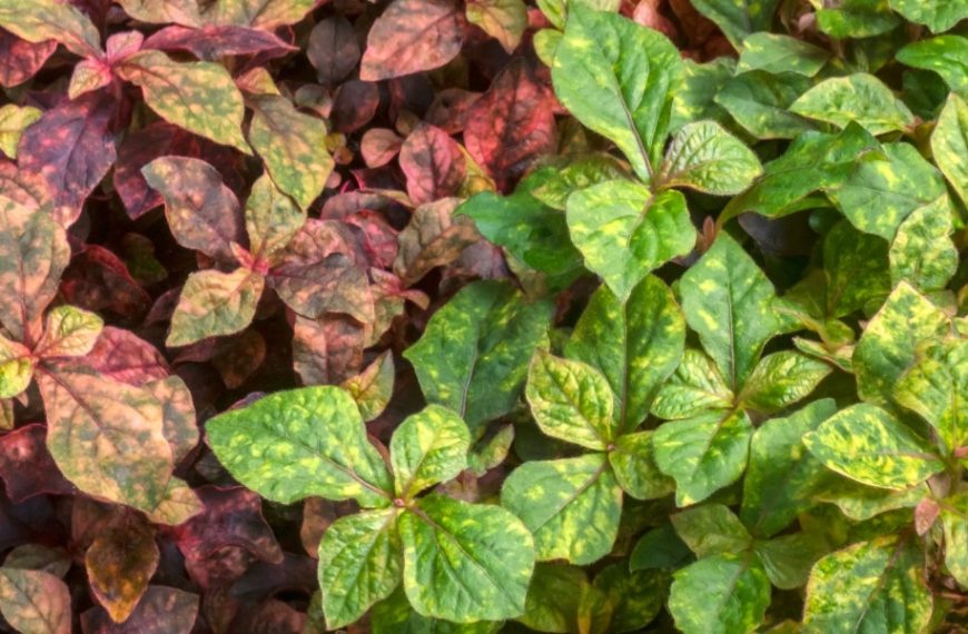 Découvrez le top 4 des couvre-sols résistants au soleil pour un jardin radieux !