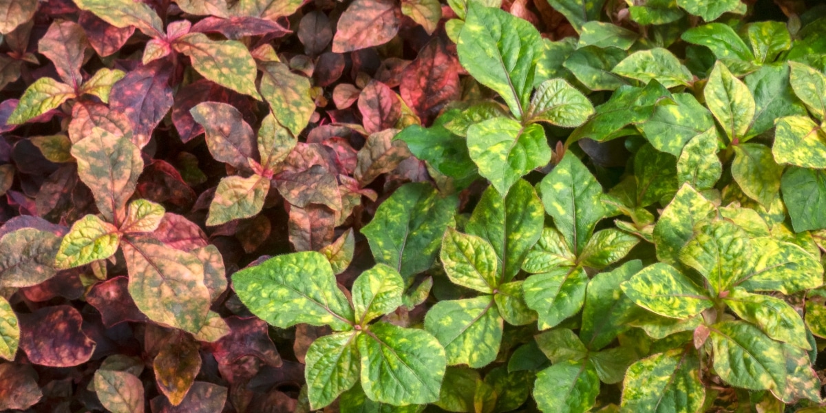 Découvrez le top 4 des couvre-sols résistants au soleil pour un jardin radieux !