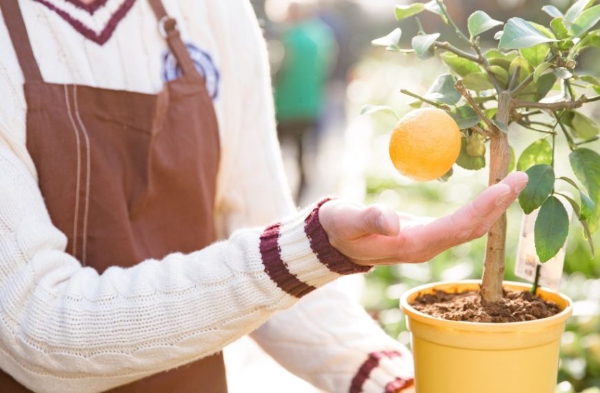 Cultivez votre mandarinier en pot en toute simplicité : guide pratique pour une récolte abondante