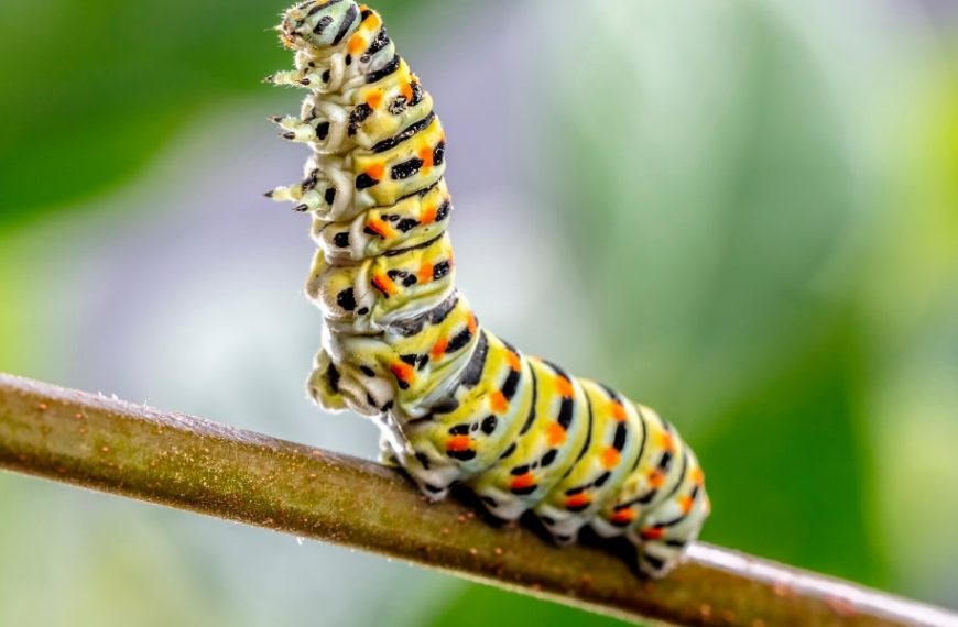 Comment lutter efficacement contre les chenilles vertes dans votre jardin sans nuire à l'environnement : guide pratique et produits écologiques