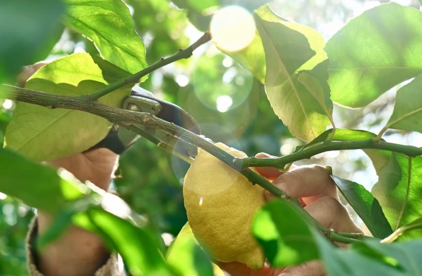 Comment tailler son citronnier en fin d'hiver : l'astuce indispensable pour une récolte abondante