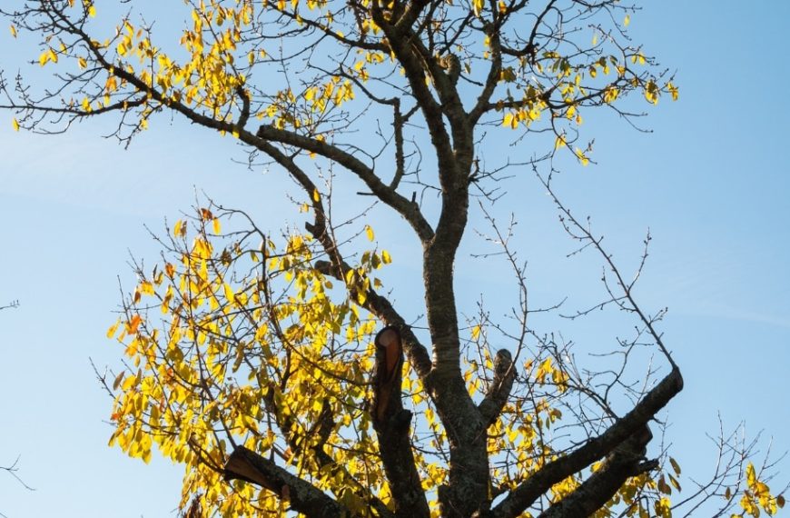 Comment traiter et soigner un cerisier dont les feuilles sèchent et restent sur l'arbre fruitier ?