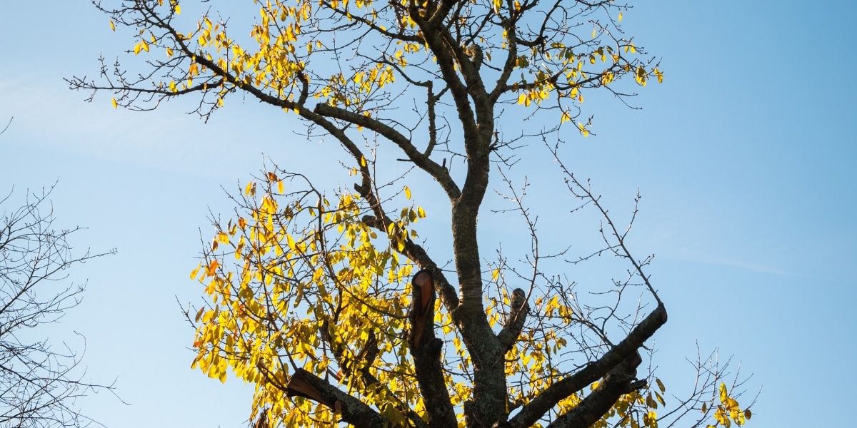 Comment traiter et soigner un cerisier dont les feuilles sèchent et restent sur l'arbre fruitier ?