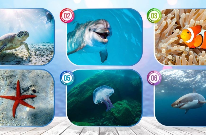 Personality test: Dive into the depths of your soul! Choose from these 6 marine species and reveal the secrets of your hidden identity.