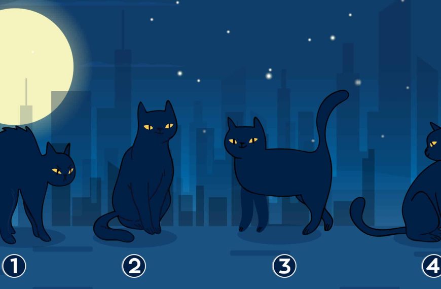 Personality test: Reveal your life mission by choosing from these 4 mysterious cats!