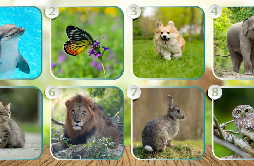 Personality test: Reveal your unique spiritual gift by selecting one of 8 mystical animals!